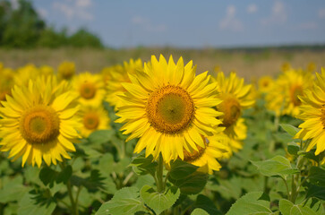 blooming sunflowers on the field