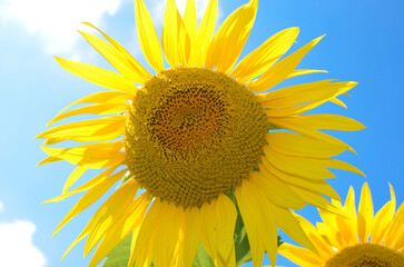 Obraz premium a blooming sunflower on a blue sky background