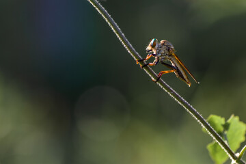 robber fly on a branch 