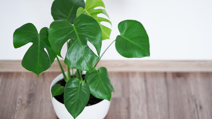 Close up of beautiful monstera flower leaves or swiss cheese plant, Monstera deliciosa Liebm, Araceae in white pot against white wall and brown floor, interior minimalism concept, banner, copy space.