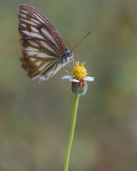 butterfly on flower