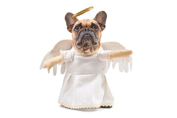 French Bulldog dog dressed up with angel costume with white dress, fake arms, feather wings and...