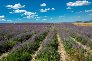 Fototapeta na wymiar Panoramic Landscape Of lavender fields And blue Sky Against A Background Of clouds.