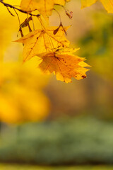 Autumn yellow maple leaves on a tree branch. Colorful nature background. Copy space