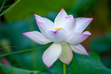 pink lotus flower