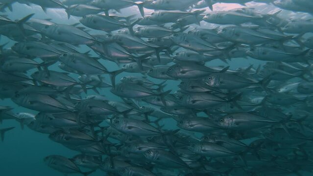 Big school of bigeyes jacks (caranx sexfasciatus)