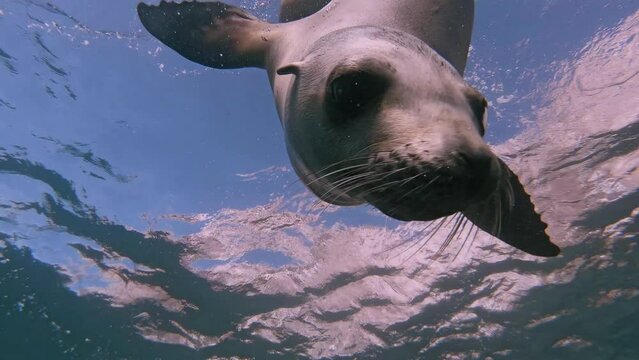 Young Sea lion (Zalophus californicus) staring at the camera