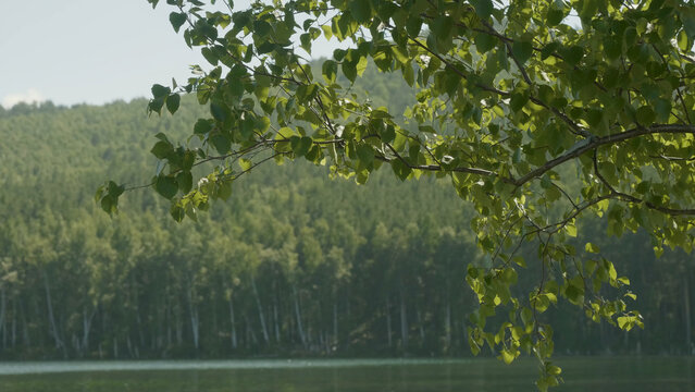 Lake in the forest. In the foreground there are branches of trees. Tree branch in the foreground lake