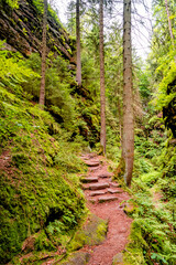 Magical enchanted fairytale forest with fern, moss, lichen and sandstone rocks at the hiking trail Devil chamber in the national park Saxon Switzerland near Dresden, Saxony, Germany.