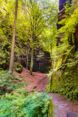 Magical enchanted fairytale forest with fern, moss, lichen and sandstone rocks at the hiking trail Devil chamber in the national park Saxon Switzerland near Dresden, Saxony, Germany.