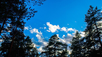 Niebo otoczone konarami drzew