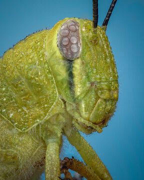 The Grasshopper Face