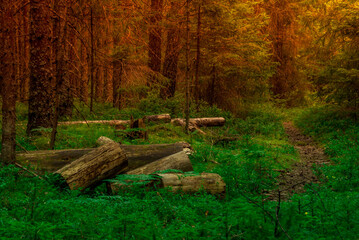 Las przy zachodzie słońca