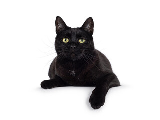 Black adult house cat, laying down facing front on edge. Looking straight to camera. isolated on a white background.