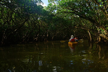 Kayak Ride through Mangrove Tree in Amami Oshima, Kagoshima, Japan - 日本 鹿児島 奄美大島 奄美国立観光公園 黒潮の森 マングローブ カヤック 
