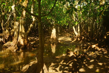 Mangrove Tree in Amami Oshima, Kagoshima, Japan - 日本 鹿児島 奄美大島 奄美国立観光公園 黒潮の森 マングローブ 