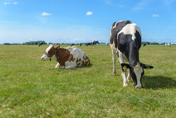 Two cows in the field