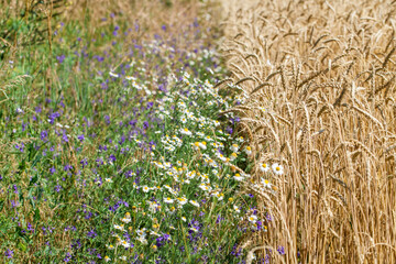 Meadow flowers and wheat field
