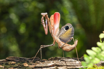 Female Peacock praying mantis (Pseudempusa pinnapavonis)