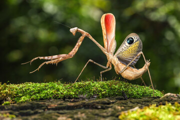 Female Peacock praying mantis (Pseudempusa pinnapavonis) - obrazy, fototapety, plakaty