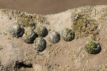 Limpet Patella sp.  And Barnacles on rocks on low tide
