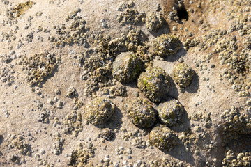 Limpet Patella sp.  And Barnacles on rocks on low tide