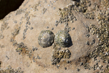 Limpet Patella sp.  And Barnacles on rocks on low tide