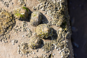 Limpet Patella sp.  And Barnacles on rocks on low tide