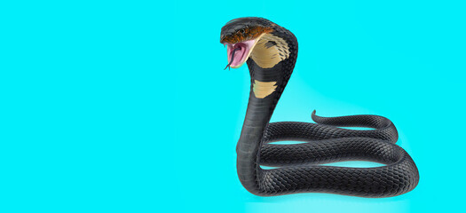 3d illustration of Dark Skin Cobra Attacking Pose on color background 