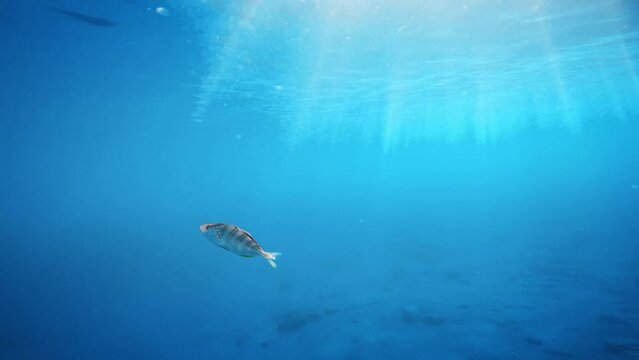 Funny fish swimming happy underwater 