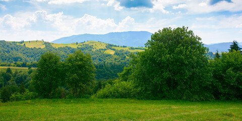 forest on the grassy meadow. green summer landscape in mountains. sunny weather with clouds above the distant ridge