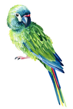  Amazon parrot isolated on white background. Watercolor parrot 