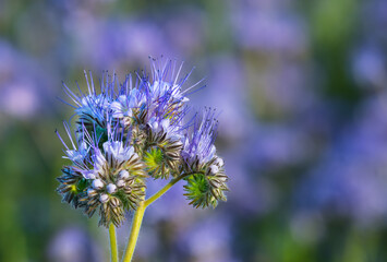 Blue tansy flowers and buds on violet green nature background. Phacelia tanacetifolia. Close-up of fragile coiling bell shaped blooms with protruding stamens in lavender purple shades on blurry field.