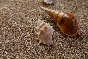 Seashell on the beach. Shell background, wallpaper. Beautiful seashell.