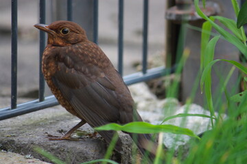 Nahaufnahme einer jungen Amsel