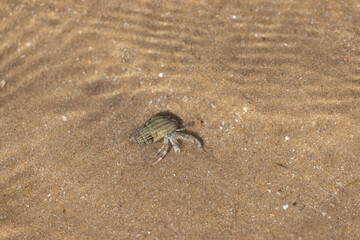 Hermit crab Pagurus bernhardus on sandy beach in Normandy