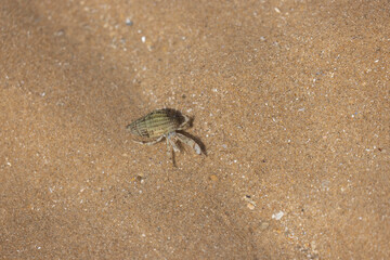 Hermit crab Pagurus bernhardus on sandy beach in Normandy