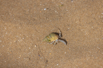 Hermit crab Pagurus bernhardus on sandy beach in Normandy