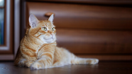 Ginger cat lies on the wooden floor at home. Shallow focus. Copyspace.