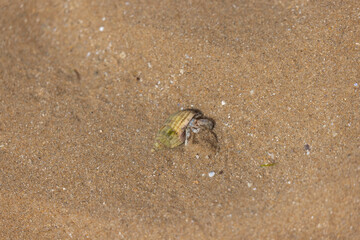 Hermit crab Pagurus bernhardus on sandy beach in Normandy