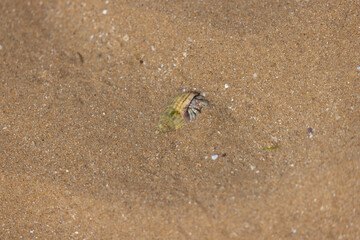 Hermit crab Pagurus bernhardus on sandy beach in Normandy