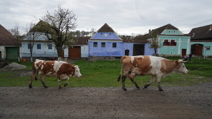 Obraz premium Cows going home in Viscri in Romania with traditional houses from Viscri old village, Transylvania, German-Saxony, Europe