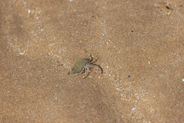 Hermit crab Pagurus bernhardus on sandy beach in Normandy