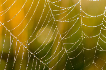 Spider web with dew drops, close-up shot in the morning. Blurred background.