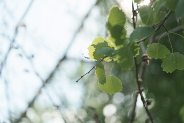 Green aspen leaves closeup in spring