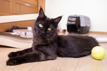 Fototapeta na wymiar Zwarte Maine Coon kitten