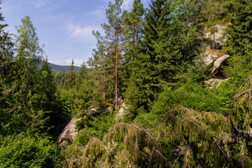 Fototapeta na wymiar forest on the rocks in the Carpathian mountains