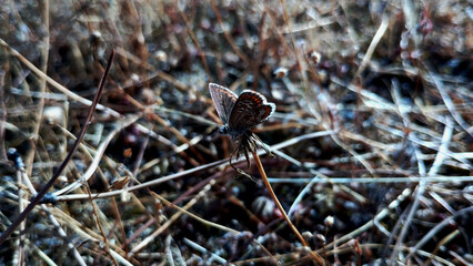 Mariposa morena (aricia cramera) sobre acículas secas de pino