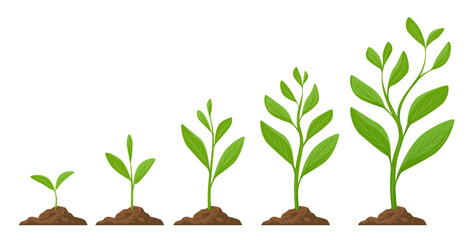 Planting tree infographic. Phases plant growing. Sprout, plant, tree growing agriculture. Seeds sprout in ground vector