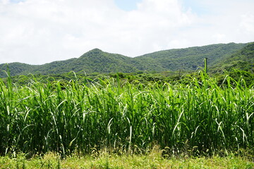 Sugar Cane Field in Amami Oshima, Kagoshima, Japan - 日本 鹿児島 奄美大島...